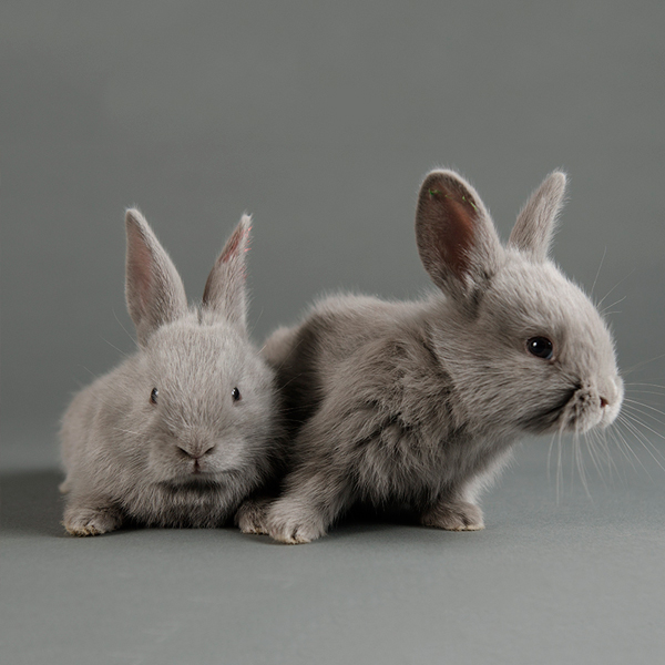 grey blue bunnies