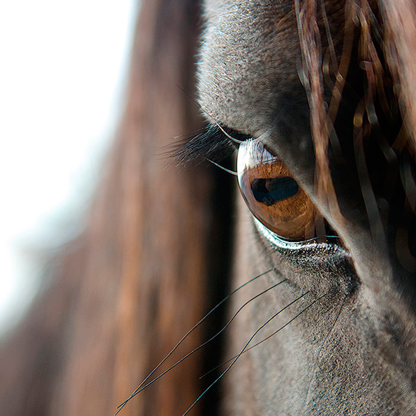 Closeup of a horses eye