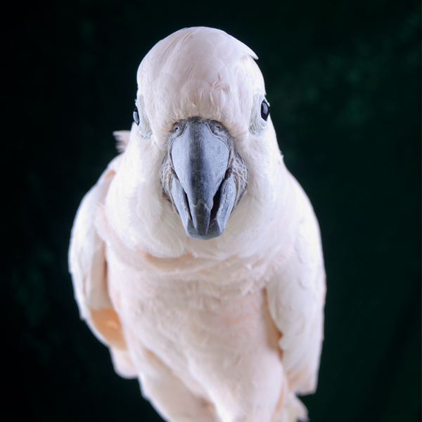 Parrot looking in the camera