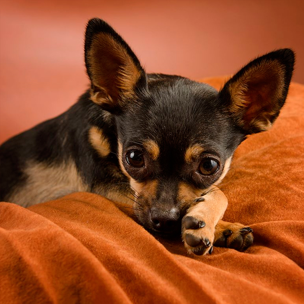 Chihuahua in a relaxed pose